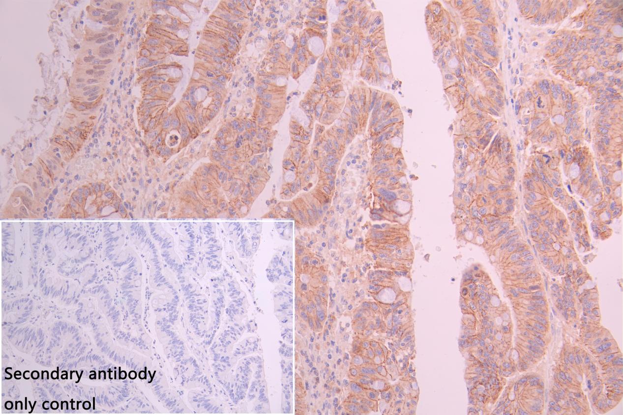Immunohistochemistry (Formalin/PFA-fixed paraffin-embedded sections) - Anti-Nephrin antibody (AB235903)