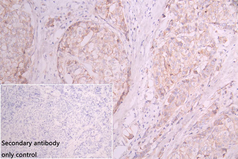 Immunohistochemistry (Formalin/PFA-fixed paraffin-embedded sections) - Anti-Nephrin antibody (AB235903)