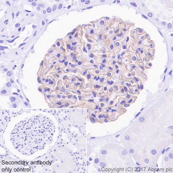 Immunohistochemistry (Formalin/PFA-fixed paraffin-embedded sections) - Anti-Nephrin antibody [EPR20993] (AB216341)