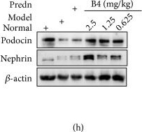 Anti-Nephrin antibody [EPR20993]