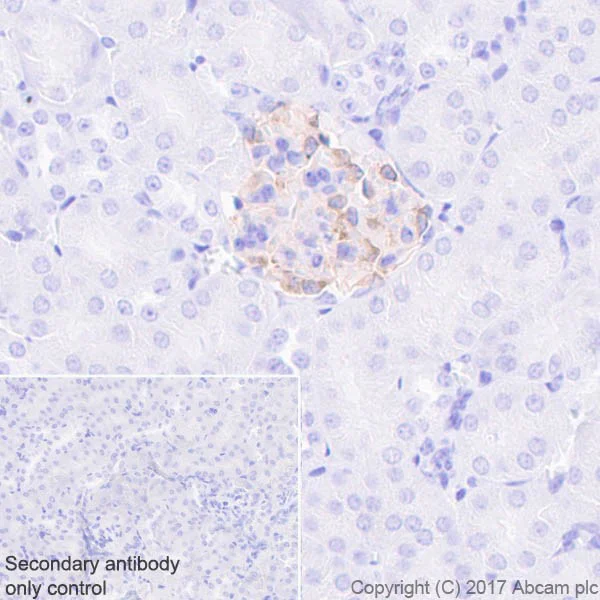 Immunohistochemistry (Formalin/PFA-fixed paraffin-embedded sections) - Anti-Nephrin antibody [EPR20993] - BSA and Azide free (AB227806)