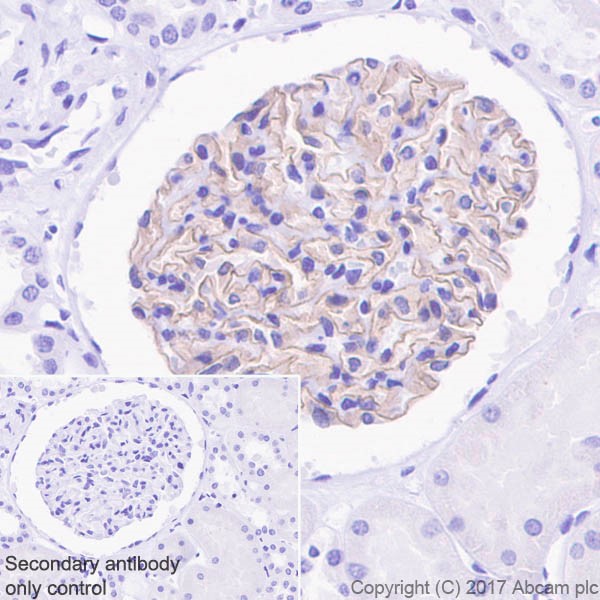 Immunohistochemistry (Formalin/PFA-fixed paraffin-embedded sections) - Anti-Nephrin antibody [EPR20993] - BSA and Azide free (AB227806)