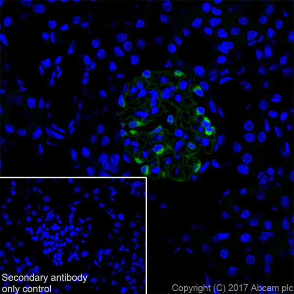 Immunohistochemistry (Frozen sections) - Anti-Nephrin antibody [EPR20993] - BSA and Azide free (AB227806)