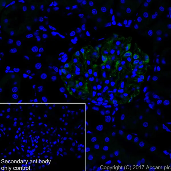 Immunohistochemistry (Frozen sections) - Anti-Nephrin antibody [EPR20993] - BSA and Azide free (AB227806)