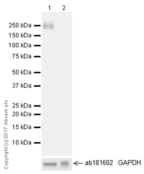 Western blot - Anti-Nephrin antibody [EPR20993] - BSA and Azide free (AB227806)