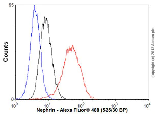 Flow Cytometry - Anti-Nephrin antibody [Y17-R] (AB136894)