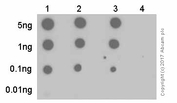 Dot Blot - Anti-Nephrin (phospho Y1176 + Y1193) antibody [EPTPG1] - BSA and Azide free (AB239895)
