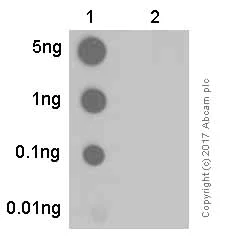 Dot Blot - Anti-Nephrin (phospho Y1217) antibody [EPTPG3] - BSA and Azide free (AB239894)