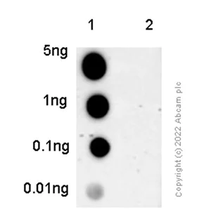 Dot Blot - Anti-Nephrin (phospho Y1217) antibody [EPTPG3] - BSA and Azide free (AB239894)
