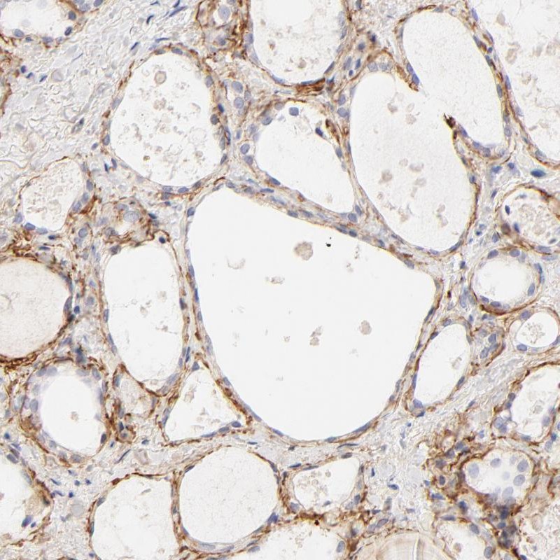Immunohistochemistry (Formalin/PFA-fixed paraffin-embedded sections) - Anti-nephronectin antibody (AB272549), expandable thumbnail