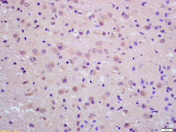 Immunohistochemistry (Formalin/PFA-fixed paraffin-embedded sections) - Anti-Neprilysin-2 antibody (AB213689)