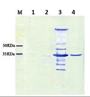 Western blot - Anti-Nervous Necrosis Virus antibody (AB26812)