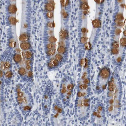 Immunohistochemistry (Formalin/PFA-fixed paraffin-embedded sections) - Anti-NESP55 antibody (AB150798)