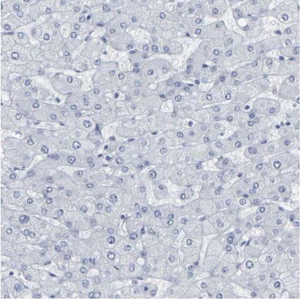 Immunohistochemistry (Formalin/PFA-fixed paraffin-embedded sections) - Anti-NESP55 antibody (AB150798)