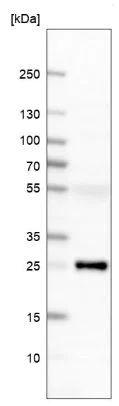 Western blot - Anti-NESP55 antibody (AB150798)