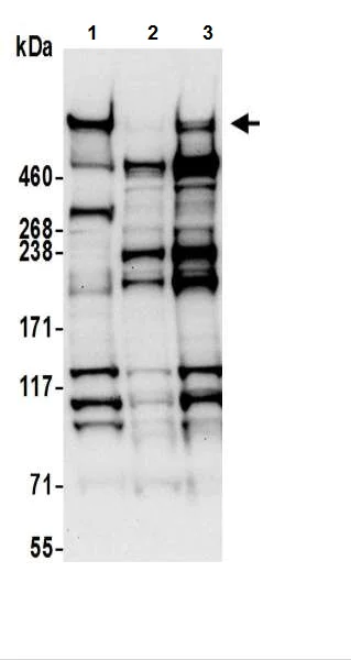 Western blot - Anti-Nesprin 2 antibody (AB217057)
