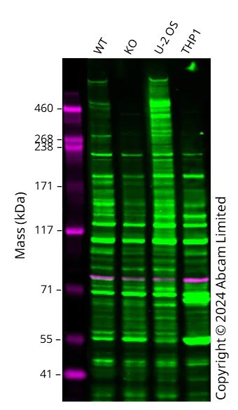 Western blot - Anti-Nesprin 2 antibody (AB217057)