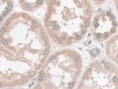 Immunohistochemistry (Formalin/PFA-fixed paraffin-embedded sections) - Anti-Nesprin 2 antibody (AB233034)