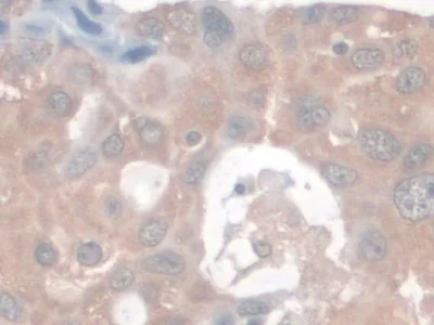 Immunohistochemistry (Formalin/PFA-fixed paraffin-embedded sections) - Anti-Nesprin 2 antibody (AB233034)