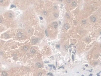 Immunohistochemistry (Formalin/PFA-fixed paraffin-embedded sections) - Anti-Nesprin 2 antibody (AB233034)