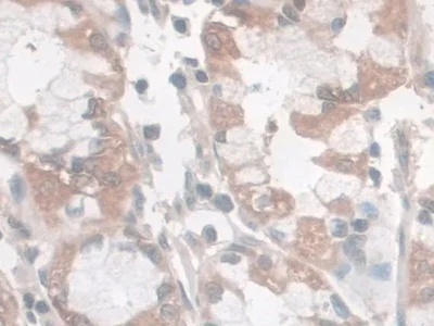 Immunohistochemistry (Formalin/PFA-fixed paraffin-embedded sections) - Anti-Nesprin 2 antibody (AB233034)