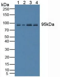 Western blot - Anti-Nesprin 2 antibody (AB233034)