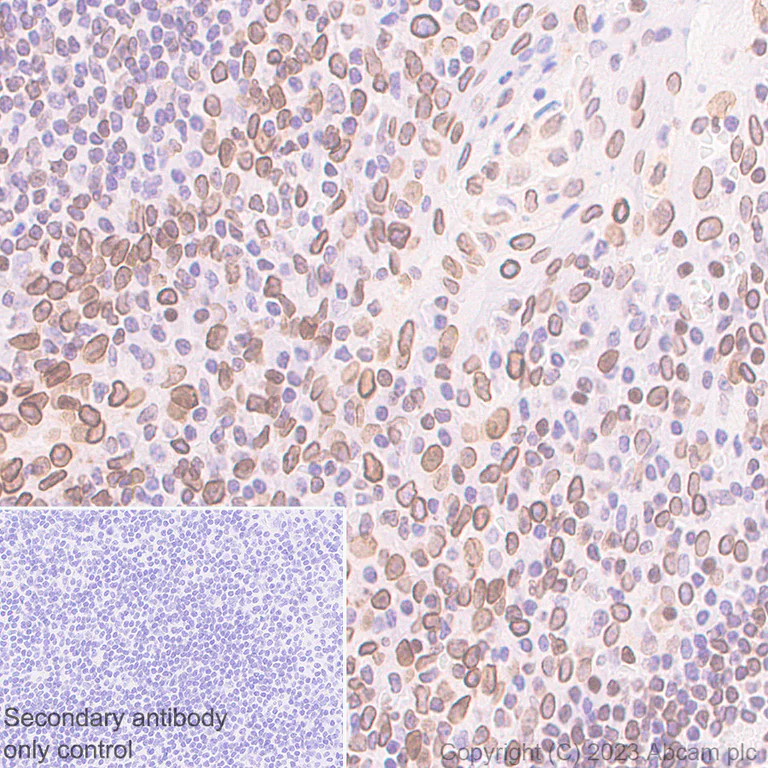 Immunohistochemistry (Formalin/PFA-fixed paraffin-embedded sections) - Anti-Nesprin 2 antibody [EPR28137-54] - BSA and Azide free (AB314873)