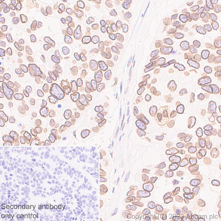 Immunohistochemistry (Formalin/PFA-fixed paraffin-embedded sections) - Anti-Nesprin 2 antibody [EPR28137-54] - BSA and Azide free (AB314873)