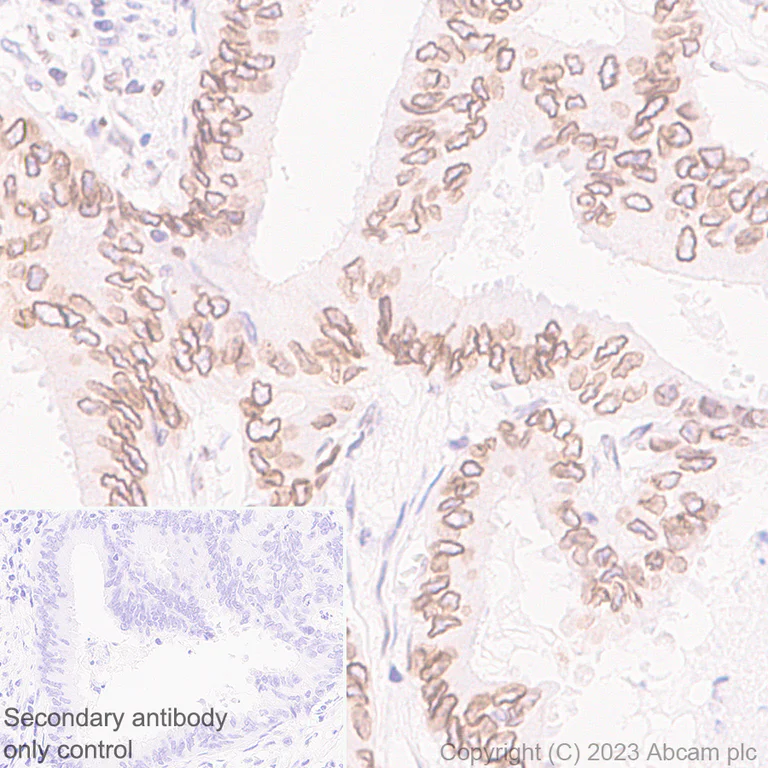 Immunohistochemistry (Formalin/PFA-fixed paraffin-embedded sections) - Anti-Nesprin 2 antibody [EPR28137-54] - BSA and Azide free (AB314873)