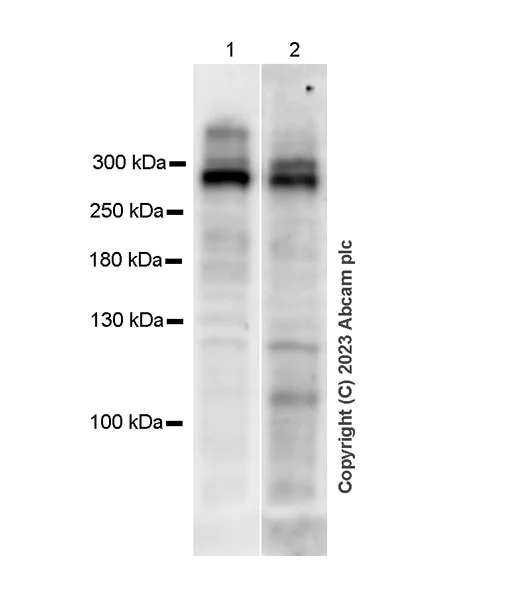 Western blot - Anti-Nesprin 2 antibody [EPR28137-54] - BSA and Azide free (AB314873)