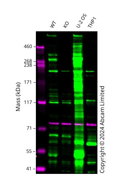 Western blot - Anti-Nesprin 2 antibody [EPR28137-54] - BSA and Azide free (AB314873)