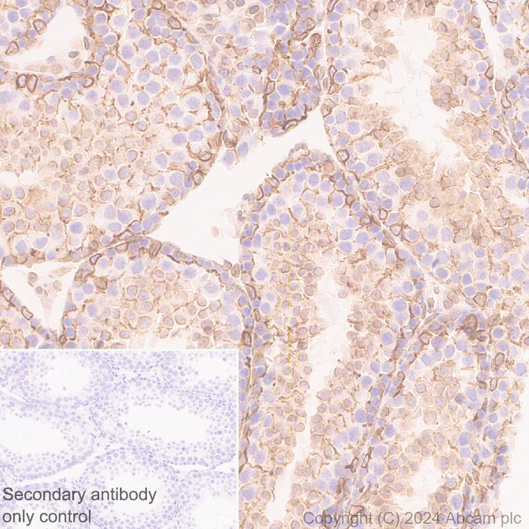 Immunohistochemistry (Formalin/PFA-fixed paraffin-embedded sections) - Anti-Nesprin 2 antibody [EPR28138-90] (AB317024)