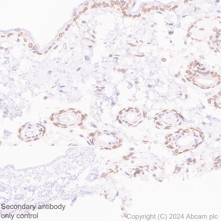 Immunohistochemistry (Formalin/PFA-fixed paraffin-embedded sections) - Anti-Nesprin 2 antibody [EPR28138-90] - BSA and Azide free (AB317025)