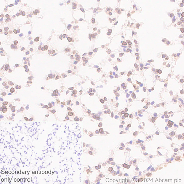 Immunohistochemistry (Formalin/PFA-fixed paraffin-embedded sections) - Anti-Nesprin 2 antibody [EPR28138-90] - BSA and Azide free (AB317025)