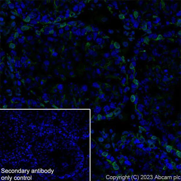 Immunohistochemistry (Frozen sections) - Anti-Nesprin 2 antibody [EPR28138-90] - BSA and Azide free (AB317025)