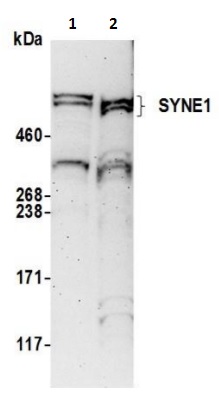 Western blot - Anti-Nesprin1/Syne-1 antibody (AB241403), expandable thumbnail