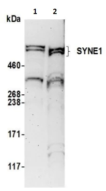 Western blot - Anti-Nesprin1/Syne-1 antibody (AB241403)