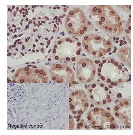 Immunohistochemistry (Formalin/PFA-fixed paraffin-embedded sections) - Anti-Nesprin1/Syne-1 antibody [EPR14196] (AB192234)