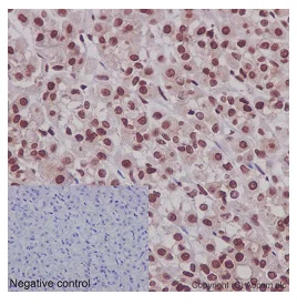 Immunohistochemistry (Formalin/PFA-fixed paraffin-embedded sections) - Anti-Nesprin1/Syne-1 antibody [EPR14196] - BSA and Azide free (AB240327)