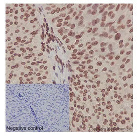 Immunohistochemistry (Formalin/PFA-fixed paraffin-embedded sections) - Anti-Nesprin1/Syne-1 antibody [EPR14196] - BSA and Azide free (AB240327)