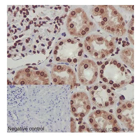 Immunohistochemistry (Formalin/PFA-fixed paraffin-embedded sections) - Anti-Nesprin1/Syne-1 antibody [EPR14196] - BSA and Azide free (AB240327)