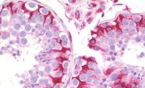 Immunohistochemistry (Formalin/PFA-fixed paraffin-embedded sections) - Anti-Nesprin3 antibody (AB190010), expandable thumbnail
