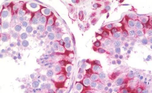 Immunohistochemistry (Formalin/PFA-fixed paraffin-embedded sections) - Anti-Nesprin3 antibody (AB190010)