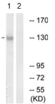 Western blot - Anti-Nesprin3 antibody (AB190010)