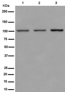 Western blot - Anti-Nesprin3 antibody [EPR15623-5] (AB186751)