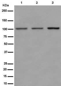 Western blot - Anti-Nesprin3 antibody [EPR15623-5] - BSA and Azide free (AB250902), expandable thumbnail