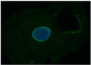 Immunocytochemistry/ Immunofluorescence - Anti-Nesprin3 antibody [Nsp3] (AB123031), expandable thumbnail