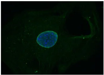 Immunocytochemistry/ Immunofluorescence - Anti-Nesprin3 antibody [Nsp3] (AB123031)