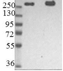 Western blot - Anti-Nestin antibody [10C2] - Neural Stem Cell Marker (AB22035), expandable thumbnail