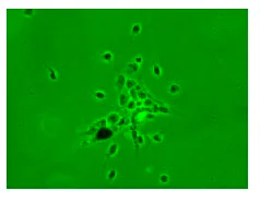 Immunocytochemistry/ Immunofluorescence - Anti-Nestin antibody [7A3] - Neural Stem Cell Marker (AB81462)